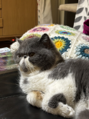 Pampered, Persian, Princess Penelope