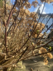 Are my hydrangeas dead?