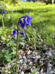 Do there look like english or spanish bluebells?