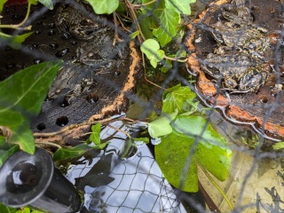 WHAT is this in my Garden?!?!?