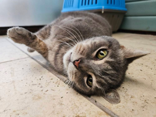 Pampered, Persian, Princess Penelope