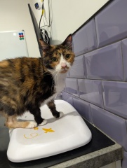 Anyone got a tortie?