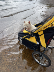 What would you think if you saw dogs in their own pram?