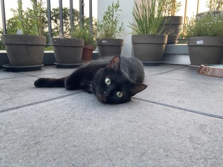 Rescue cats, show me yours!