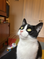 New rescue cat question