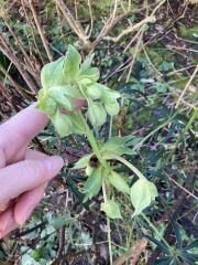 Plant ID, please.