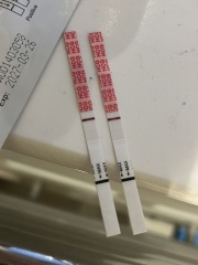 CD37 12dpo
