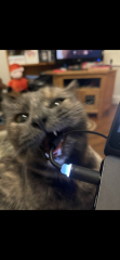 Show me the most unhinged looking photo you have of your cat
