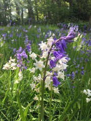 Do there look like english or spanish bluebells?