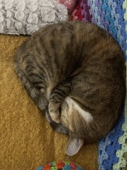 Lap dances, strippers and punch-ups - the Excellent Cats arrange a stag party