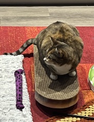 Lap dances, strippers and punch-ups - the Excellent Cats arrange a stag party