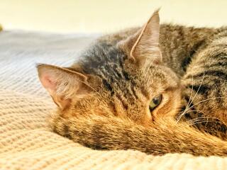 Lap dances, strippers and punch-ups - the Excellent Cats arrange a stag party