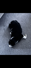 Show me the most unhinged looking photo you have of your cat