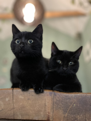 Rescue cats, show me yours!