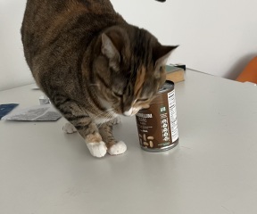 Lap dances, strippers and punch-ups - the Excellent Cats arrange a stag party