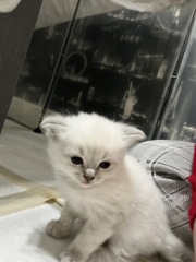 Ragdoll cats are not like typical cats...