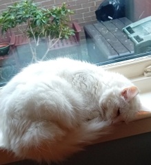 Lap dances, strippers and punch-ups - the Excellent Cats arrange a stag party