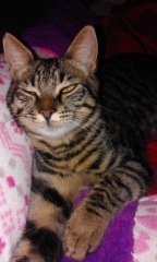 My poor boy died suddenly last night