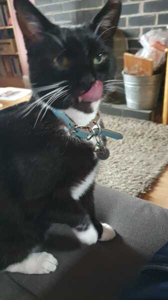Show me the most unhinged looking photo you have of your cat