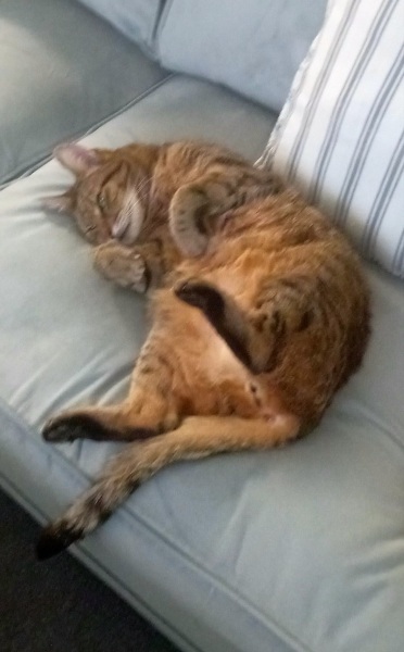 Hymns in Minor Keys & the Russian Easter Overture - the Excellent Cats ignore Culture.....