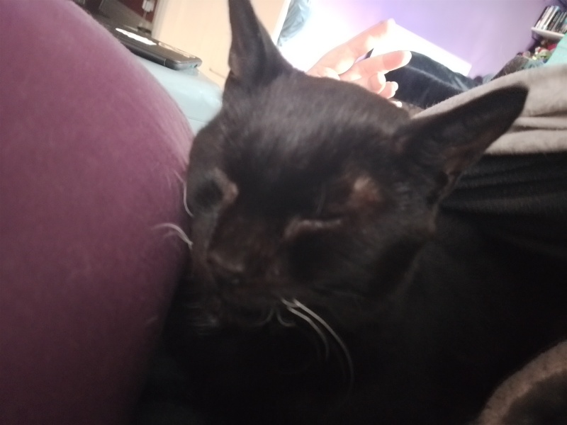 Lap dances, strippers and punch-ups - the Excellent Cats arrange a stag party