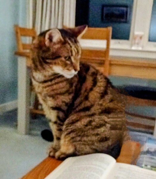Here is the worlds most beautiful cat