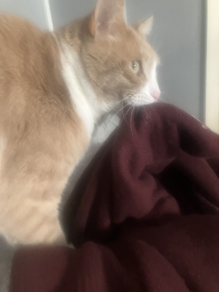 Show me the most unhinged looking photo you have of your cat