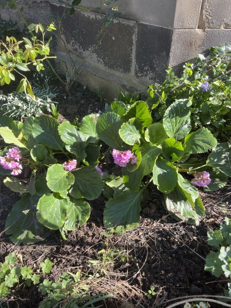 Plant ID