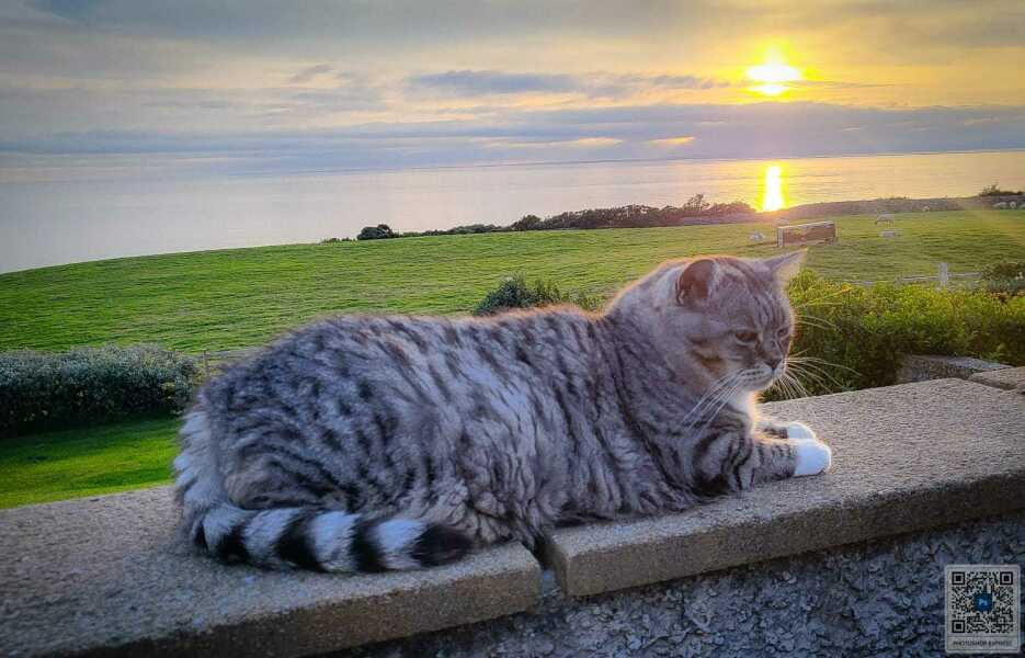 Lost our beloved cat today