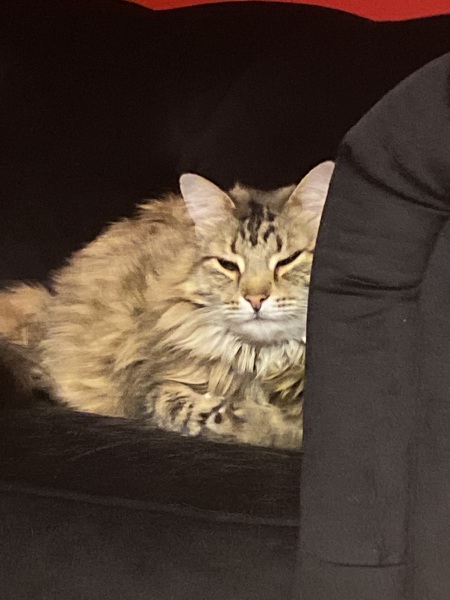 Opinions on the name Piper?