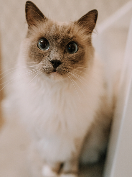 Here is the worlds most beautiful cat