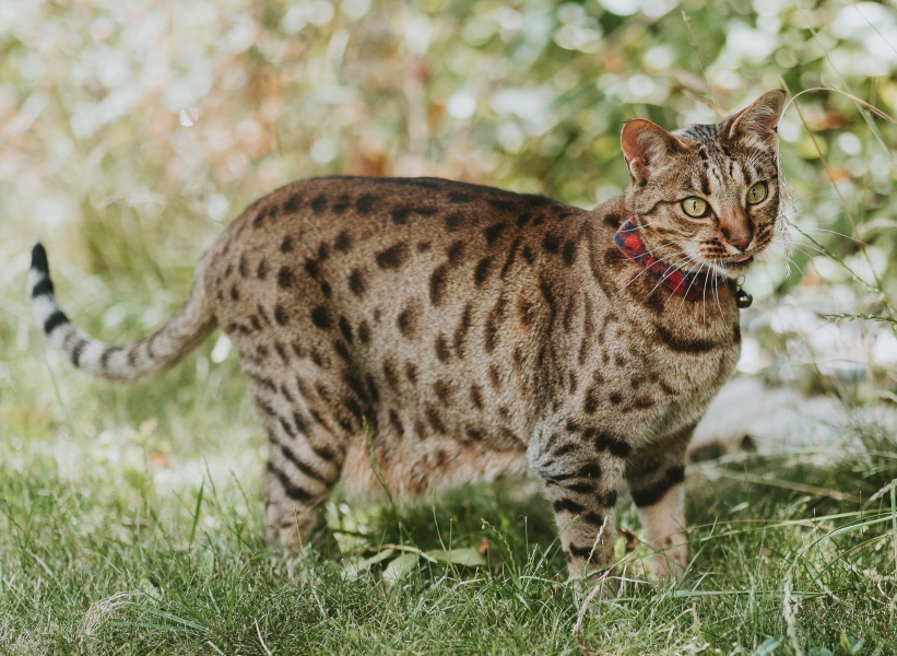 Here is the worlds most beautiful cat