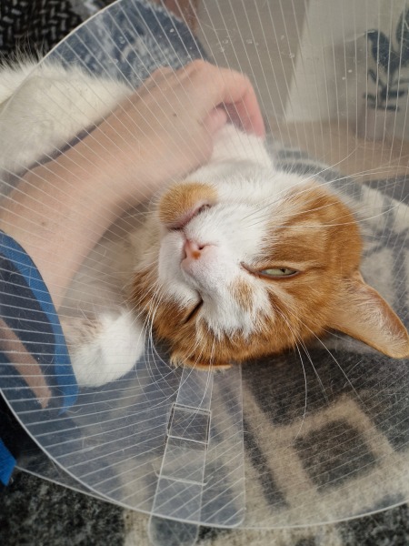 Hymns in Minor Keys & the Russian Easter Overture - the Excellent Cats ignore Culture.....