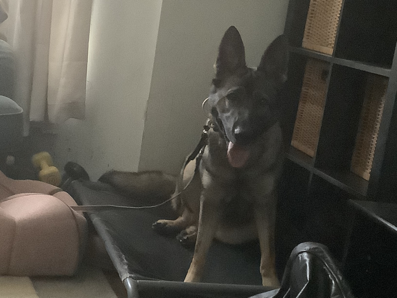 First time dog owner - thinking of a German Shepherd