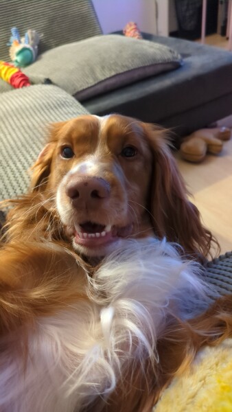 Adolescent Dog Survival Thread - get teenage licks right through the night!