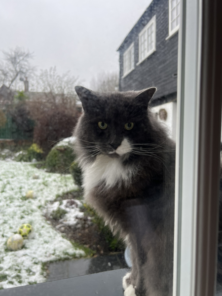 Here is the worlds most beautiful cat