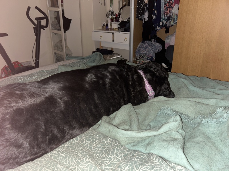 To ask if your pet sleeps on your bed?