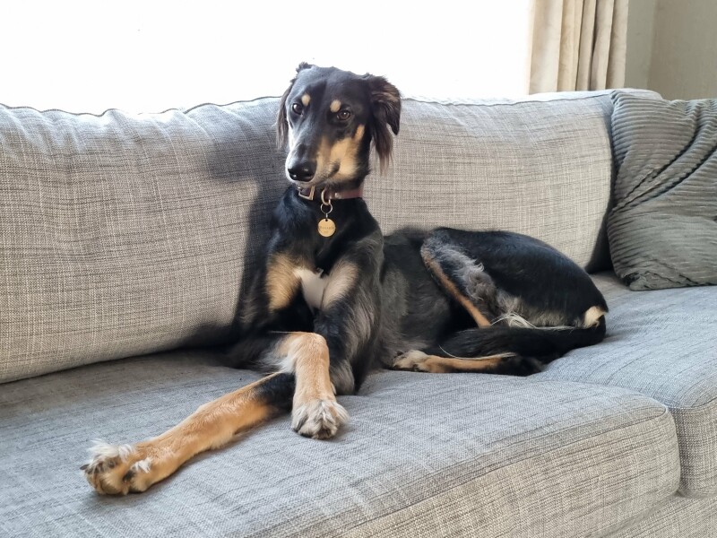 Saluki Cross rescue
