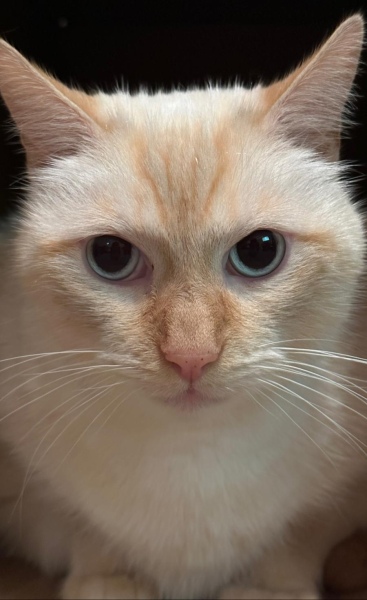 Here is the worlds most beautiful cat