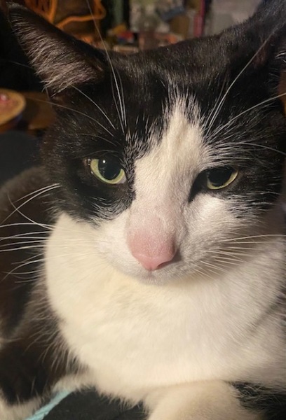 Here is the worlds most beautiful cat