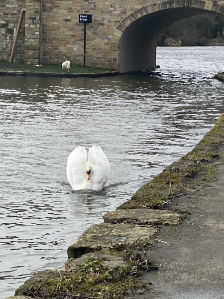 Are Swans being unreasonable?