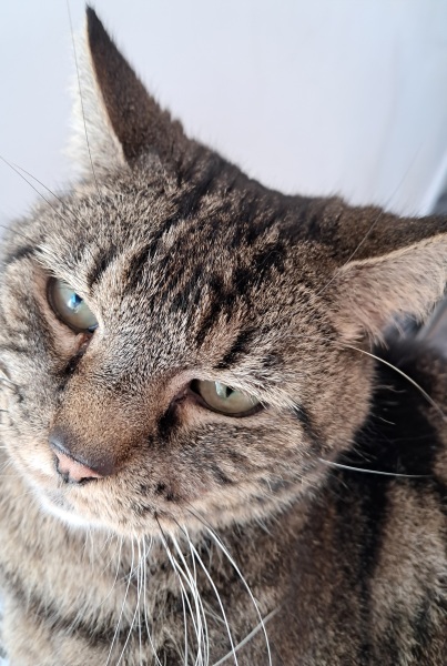 Thread 21 Starmer - Casting Nasturtiums