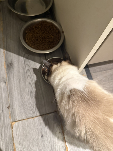 How do you know when cats are finished having kittens?