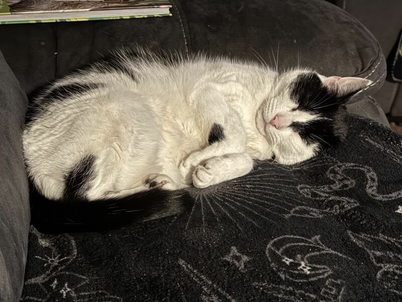 Lap dances, strippers and punch-ups - the Excellent Cats arrange a stag party