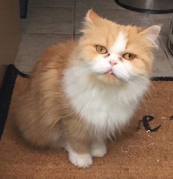 Thread 21 Starmer - Casting Nasturtiums