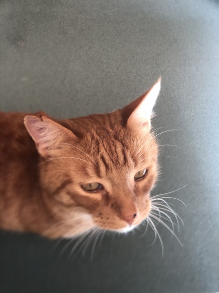 Thread 19 Starmer - A Coalition of the Willing