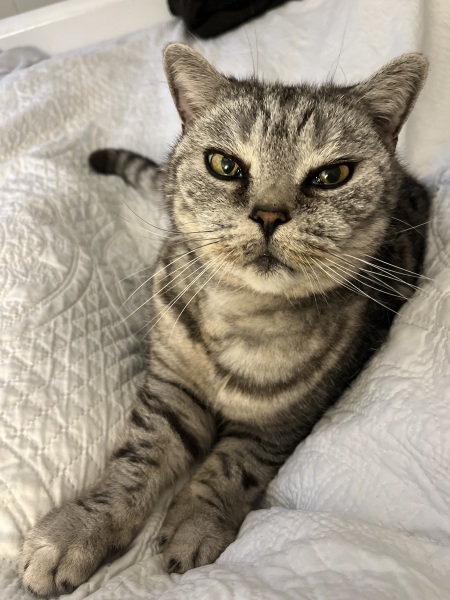 Here is the worlds most beautiful cat