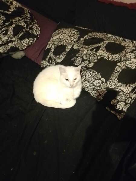 Lap dances, strippers and punch-ups - the Excellent Cats arrange a stag party