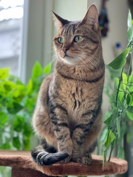 Here is the worlds most beautiful cat