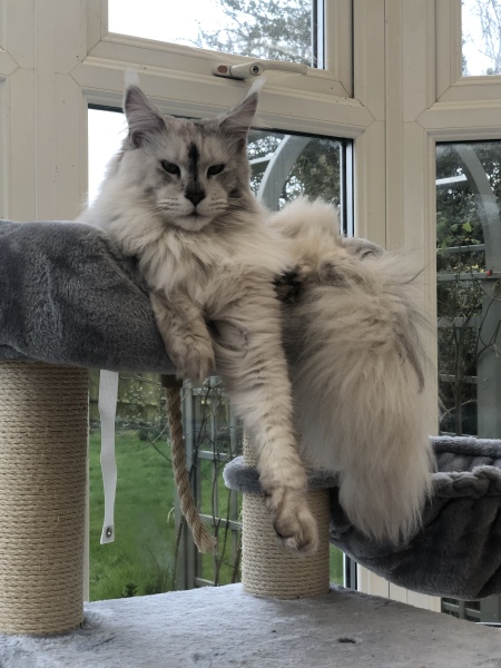 Here is the worlds most beautiful cat